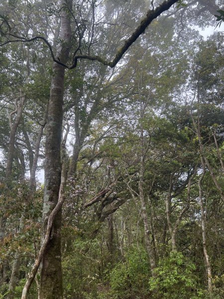 ~  塔  曼  山  ~2782774