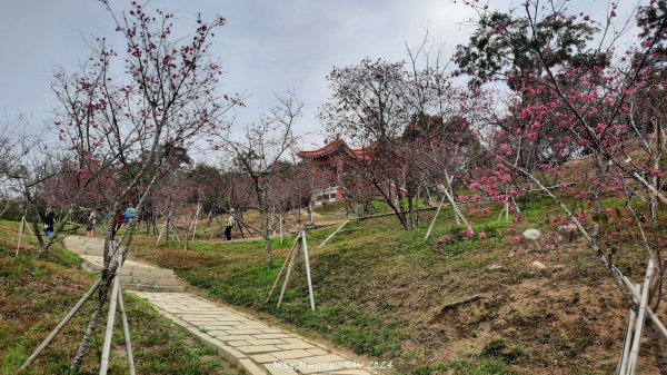 《彰化》花景第一排｜花壇虎山巖後山步道202402242436724