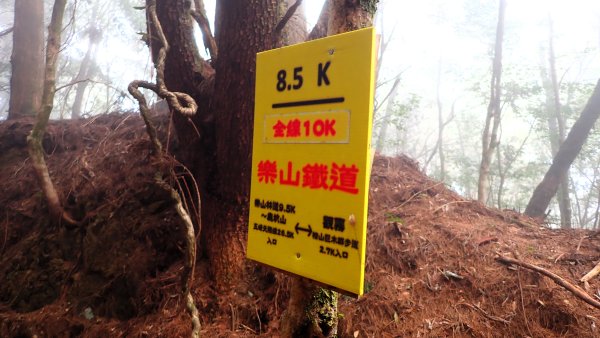 尋幽訪古遊走千年巨木和幻霧美森的樂山林道2882330