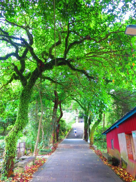 穀雨時節 走指南宮朝聖步道 遇見油桐花 也遇見自己2156761