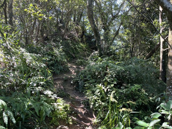 [微笑山線_第九段] 2025_0914 二格山系_皇帝殿東峰2889526