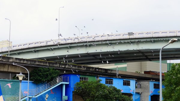 華江自然公園,華中河濱公園2651937