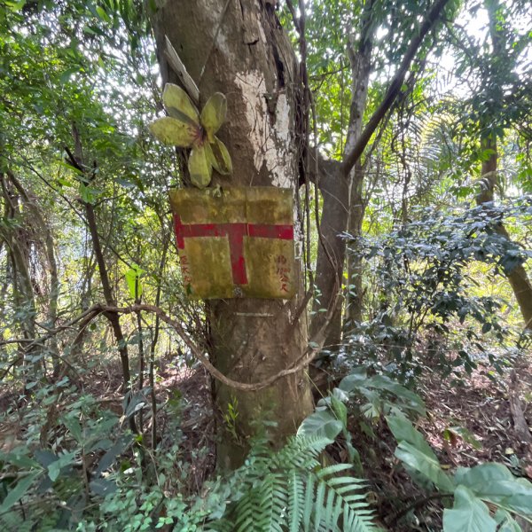 20231102_關西赤柯山（森遊竹縣）2762957