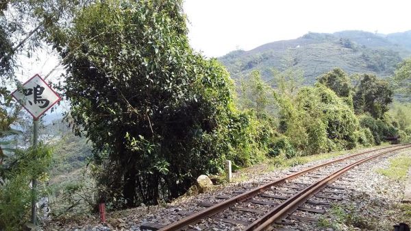 (尚未整理)【嘉義】塘湖古道阿里山鐵路305123