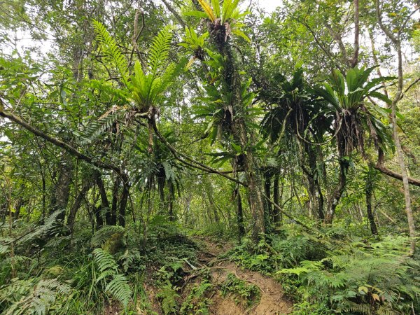 八里灣山-小百岳#91-花蓮縣豐濱鄉3019231