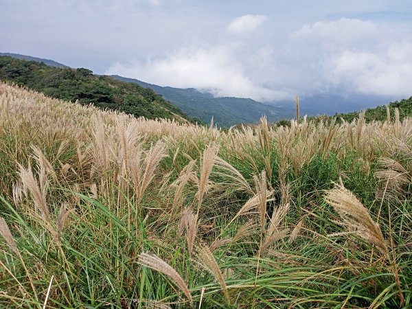 樂活遨遊坪頂古圳步道→荷蘭古道→高頂山→北五指山→頂山→風櫃嘴→天溪園→聖人橋1509481