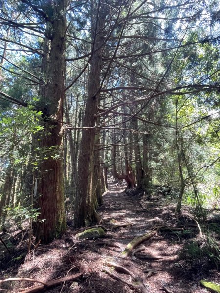 谷關七雄 《 馬崙山 》2025 09/062879769