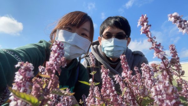 【桃園】紫爆來襲！戀戀仙草花1541378