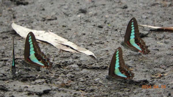 陽明山趴趴走，又到了賞蝶趣的季節 #褐斑毒蛾幼蟲2481911