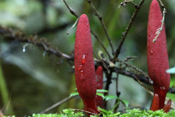 20251026合歡溪步道2927034