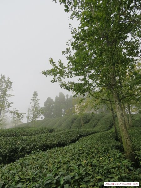 《南投》竹林銀杏｜鹿谷長源圳古道、大崙山銀杏森林、武岫201709212890504