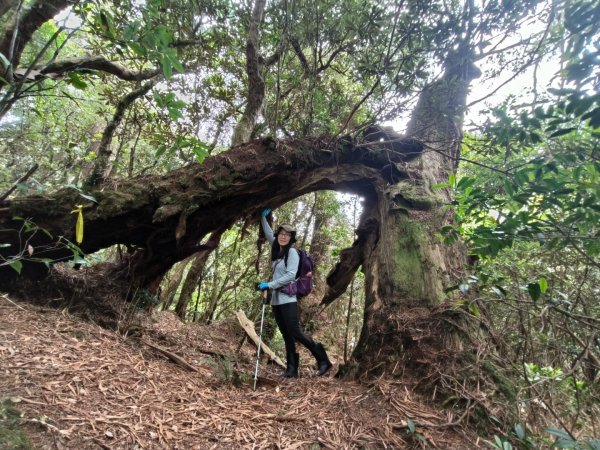 1130511夫拉縱走2500167