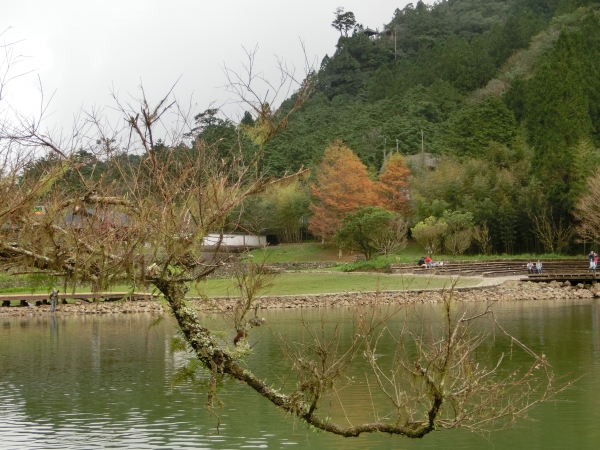 棲蘭山莊．神木園．明池93547