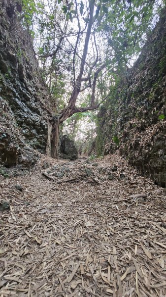 【即使簡單也要心存敬畏！】小百岳#074-大崗山、盤龍峽谷一線天O繞。3025838