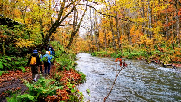 青森縣奧入瀨溪2929983