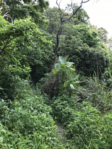 109年6月21日烏山紫竹寺-刣牛湖山1007493