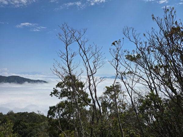 蝶夢八唐（裡冷登山口往返）八仙山出雲海下山順賞富士櫻2722713