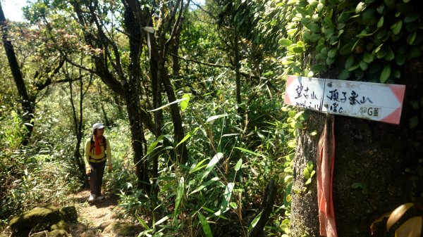 春天鮮綠的呢喃基隆荖寮坑古道上望古山登五分山O型2747326