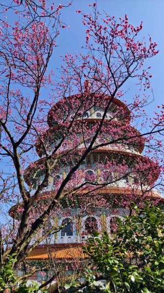 追花是簡單的快樂，賞花是恬淡的幸褔 2/112710555