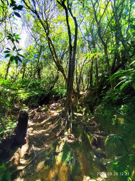 【臺北大縱走 4】大崙頭山北面步道→五指山古道→雙溪溝古道2874379