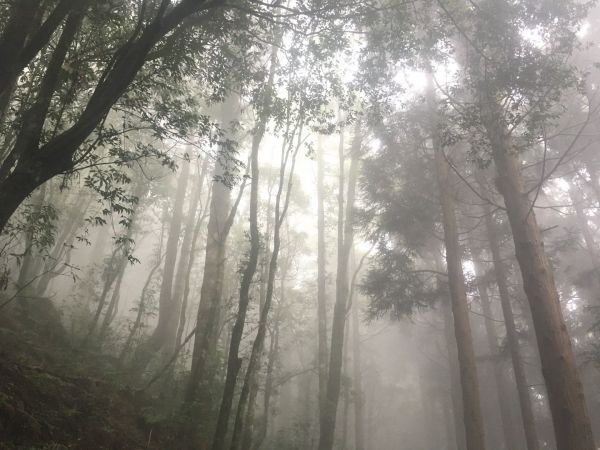 觀霧檜山巨木森林步道171717