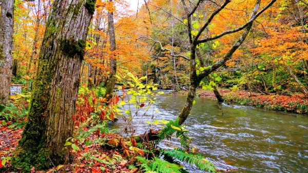 青森縣奧入瀨溪2929977