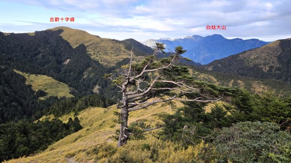 貼近山林來走個稍微不一樣風景的合歡山2989398