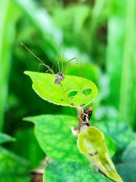 坪頂古圳-荷蘭古道-高頂北五指杏林山-石梯嶺擎天崗3026377