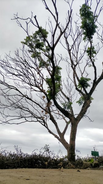 阿拔泉山稜線步道雲海1561744