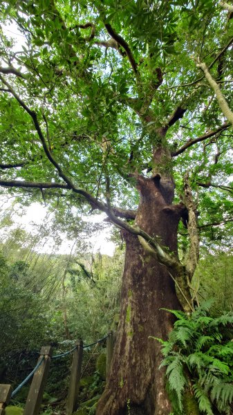 20260125 陽明山前後山健行(無極天元宮~山仔頂步道.向天池.向天山.面天山.二子坪)2997950