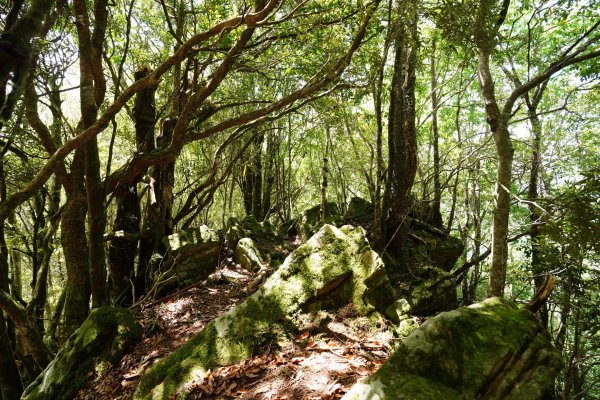 新竹 五峰 油羅山、霞山2798276