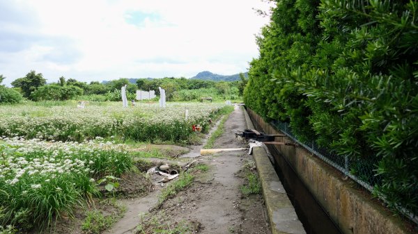 中庄調整池,中庄吊橋,大溪老街2603244