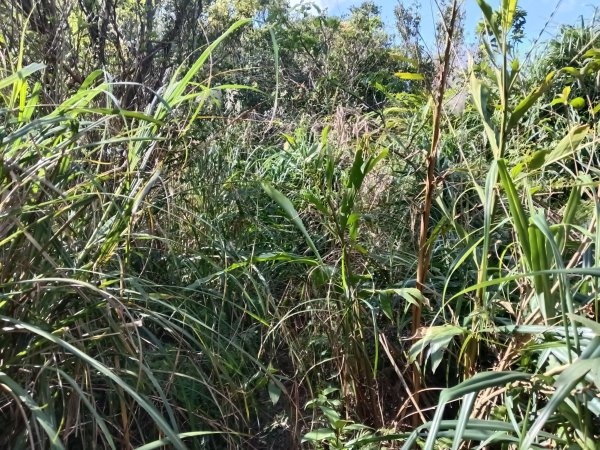 基隆市/萬里區界寮縱走之三界山+三界山西峰+開眼尖山+七分寮山+瑪七產道山泉水接水亭2979578