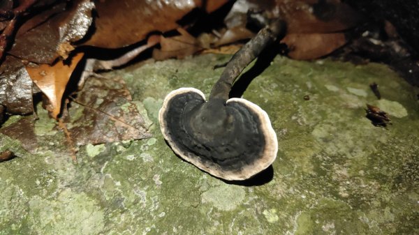 谷關黑白縱走2025年6月8日2808655