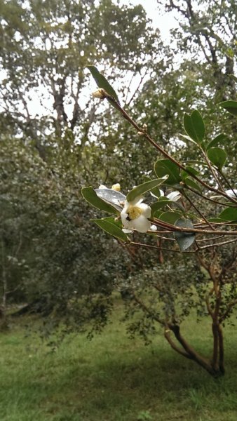 福山植物園964657