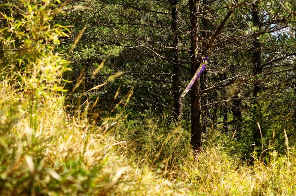 武法奈尾山天巒池872473