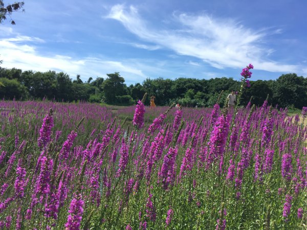 【嘉義】千屈菜@蒜頭生態公園1433520