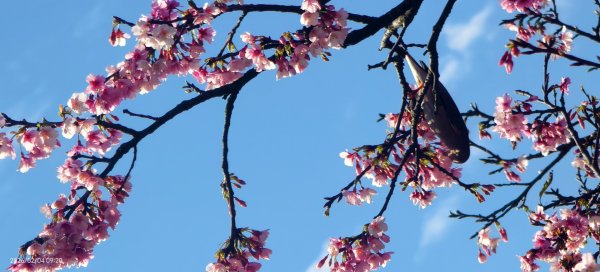 #栗尾椋鳥 #綠繡眼 #東湖樂活公園 #花園新城 #屈尺 #寒櫻 2/42992862