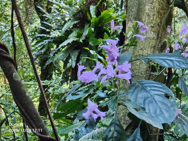 20251229石龜坑山上白石山下白石埤O走+阿姆坪2976689