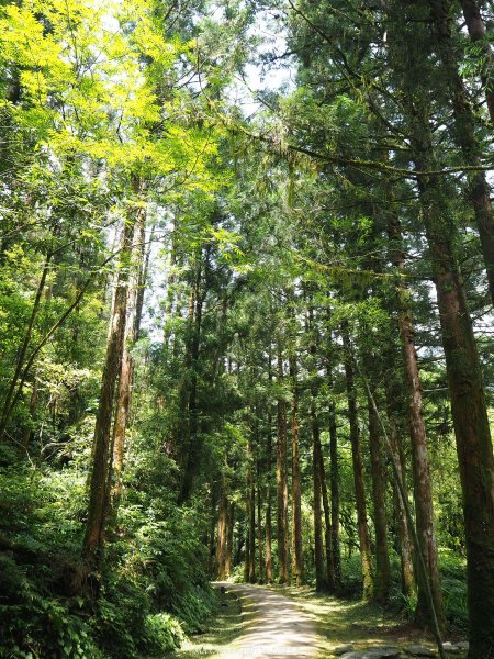 《宜蘭》北橫明珠｜明池國家森林遊樂區201805192889301