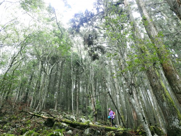 20200315 迷霧森林-馬崙山883848