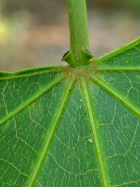 朝聖橋-射鹿部落-高燕部落-旗鹽山-排雲瀑布-沙拉灣瀑布2771045