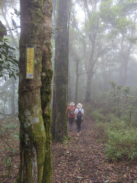 2025.07.13－漫步於森林中：鵝公髻山2835442