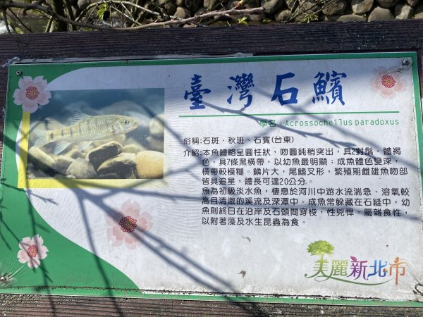 🚗從淡金公路出發｜三生步道櫻花與田園風光・春日療癒散步3018731