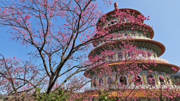 追花是簡單的快樂，賞花是恬淡的幸褔 2/112710560