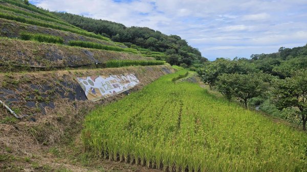 20250804溪山百年古圳-鵝尾山水田路-平菁步道O型2854796