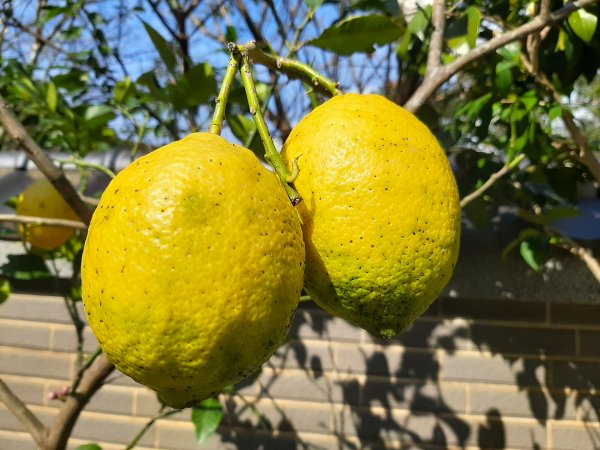 粉粉三色櫻、木蓮花、山茶花爭奇鬥艷814417