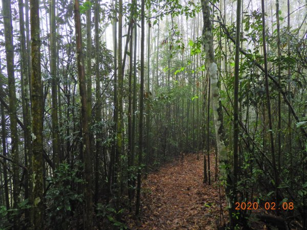 新竹 五峰 鬼澤山828306