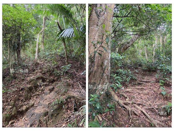 獅山五連峰 (猿山、六寮山、獅尾山、獅頭山、玖玖山)2871316