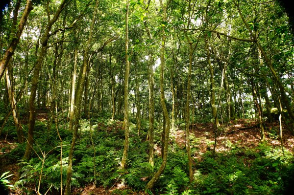 新竹 尖石 那羅山、煤源山3068669